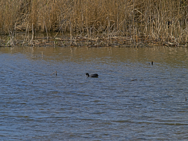 Donana, Coot